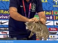 ブラジルがクロアチアに負けたのは猫の呪い？ワールドカップまさかのPK負けで広がる噂