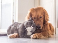 仲良きことは麗しきかな。周囲をほっこり気分にさせる猫と犬とのラビングユー