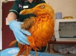 【カレー臭】金色のカモメが動物病院に運び込まれる。その理由は…？