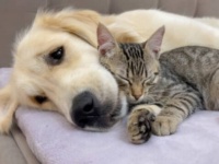 子猫がゴールデンに恋をした？寄り添って眠りに落ちる2匹の可愛いこと！