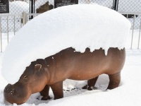 そんなに積もらせて、寒くない？　大雪の日の「コビトカバ」を思わず心配しちゃう←でも大丈夫！その理由とは