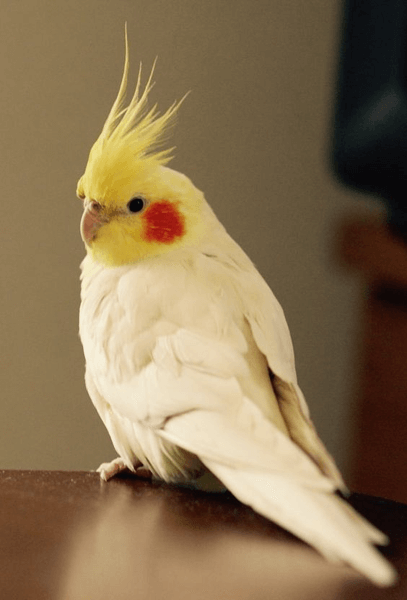 小さくて愛らしい姿が魅力的！　初心者におすすめのインコとは？#3
