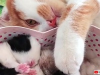 猫「ふわふわモコモコでめっちゃ可愛い！」とウサギの赤ちゃんズに目を細める