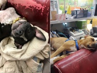 いらなくなったソファで犬たちを幸せにできる。アメリカで注目を集めている「不要のソファを動物たちに寄付」プロジェクト