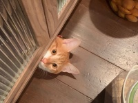 「そういう登場の仕方はやめて」 飼い主をビックリさせた「ひょっこり」猫が、コワかわいい！