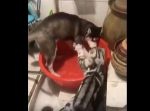 「コラッ！」バシャバシャ水をぶちまけるワンちゃんを、猫が叱りつける。