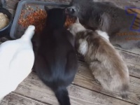 こんな組み合わせもアリ？仲が良いのか気にしてないのか、異種動物たちの触れ合いシーン総集編（爬虫類出演中）