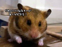 かわいいハムスターがアクビをすると豹変、口の中にエイリアンが！