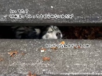 飼い主から逃走して冒険していたハスキー犬、排水溝から出られなくなってしまう