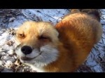 キツネって可愛いな！　雪の街に現れた一匹の“毛玉”に撮影者も大喜び！