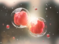 免疫細胞は周りの仲間の様子を見てから外敵に攻撃を仕掛けるかどうかを決めていた（米研究）