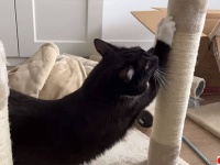 キャットタワーの組み立てが待ちきれない猫。手伝ったり邪魔したりあるある