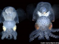遺伝子編集技術で透明なイカが誕生。頭足類の脳研究に革命