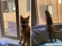 「あの子に会いたいニャ」 向いの建物に住んでいる猫に恋した猫の想いをかなえるべく、飼い主が仲介に。作戦大成功！