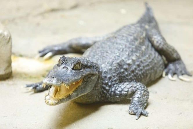 「わに」が美味しかったらしい（画像はイメージ）