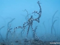 使徒、襲来？水中を歩くタコがあまりにも使徒すぎた