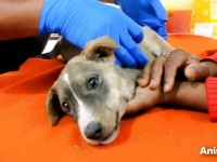 Animal Aid～車に轢かれて動けなくなった子犬がいる！献身的な看病で、やがて元気に走り回るように