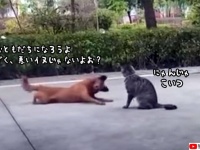犬に学ぶ、猫と仲良くなる方法「まずは腹を割ろうぜ」