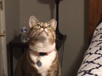コイツ、ヤル……！はじめて見るシーリングファンに臨戦態勢の猫