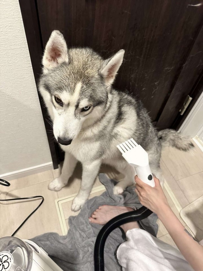 シャワー後に不服そうな顔をするロゼくん