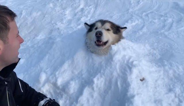 snowdog4_e