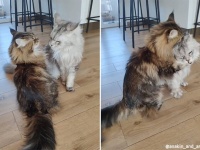 ザクとは違うのだよ。巨大猫メインクーン同士のじゃれあいが貫禄たっぷりだけどゆっくり
