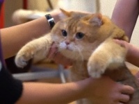 ロシアのモフふわキャットホシコさん、予防接種を受ける