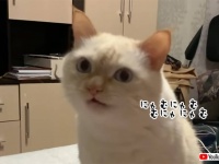 飼い主が何かを食べてると真似してむにゃむにゃする猫