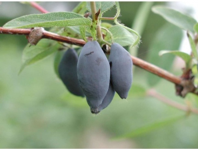 北海道・厚真町でしか栽培されていないハスカップ「あつまみらい」（画像はフルーツラバーズライフ提供）
