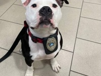 警察署に1日訪問した保護犬、警官たちの心をわしづかみにし署の一員に