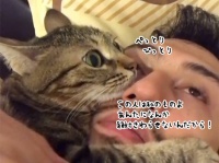 やめて私の男よ！ヒゲメンが好きすぎる猫。彼女がキスをしようとすると猫パンチ＆キシャー！