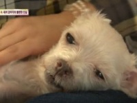 韓国の動物バラエティ番組『動物農場』（SBS）より