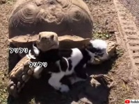 甲羅に入れても痛くない？生まれたばかりの子ヤギをかわいがる亀おじさん