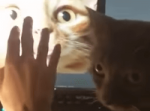 「他の猫を撫でないで！」モニターに映る猫を触る飼い主さんにとった猫の行動が可愛い