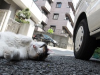 キティちゃんはイスラム圏でも大人気！ その理由は……