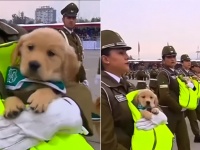 南米チリでは、ゴールデンレトリバーのワンワン部隊が軍事パレードに参加。かわいすぎて人気爆発。