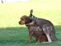アニマルフレンズ感炸裂。後ろからムギュッ！カンガルーが犬に抱きつく瞬間が頭ポンポンを超えるレベル