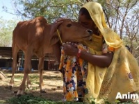 Animal Aid～口をケガした子牛、お母さんの励ましですっかり元気に