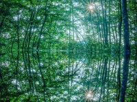 山形・朝日町の「空気を祀る神社」が神秘的で美しい　森の中の幻想世界...これはいったいどんな場所？