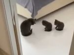 【かわかわ】母猫の顔の洗い方を真似る２匹の子猫