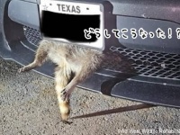 避けたつもりがはまっていた！車のフロントグリルから足を突き出したアライグマ、無事救助される