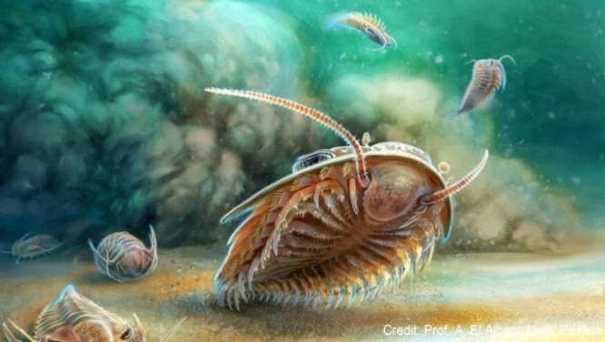 最も保存状態の良い三葉虫の化石が発見され、体の構造が明らかに