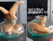 溶けて流れる。猫の液体化を詳しく観察ができる動画