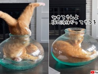 溶けて流れる。猫の液体化を詳しく観察ができる動画