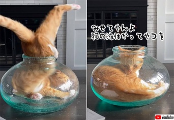 溶けて流れる。猫の液体化を詳しく観察ができる動画