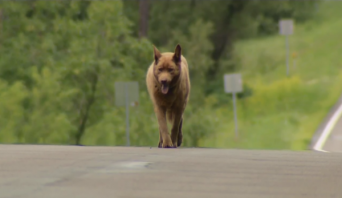 12年間、毎日約6km歩き続けているワンコ、町の人々からの愛されぶりもスゴい！