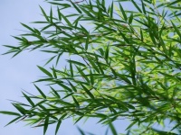 これは笹？竹？（画像はイメ―ジ）
