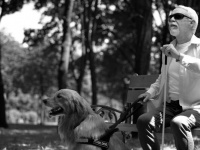 自分の目も見えなくなっているのに、盲目の飼い主を導きつづけようと奮闘した盲導犬（イギリス）