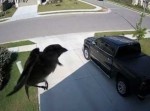 鳥が“◯◯”！？　監視カメラが捉えた仰天映像が世界で話題