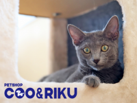 有限会社 Coo&amp;RIKUのプレスリリース画像